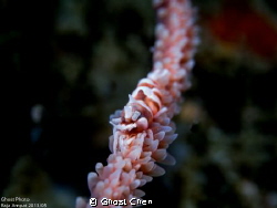 Gx1 and 45mm Micro and sea&sea 110a*2 by Ghost Chen 